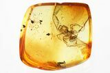 Detailed Fossil Spider (Araneae) In Baltic Amber #321673-1